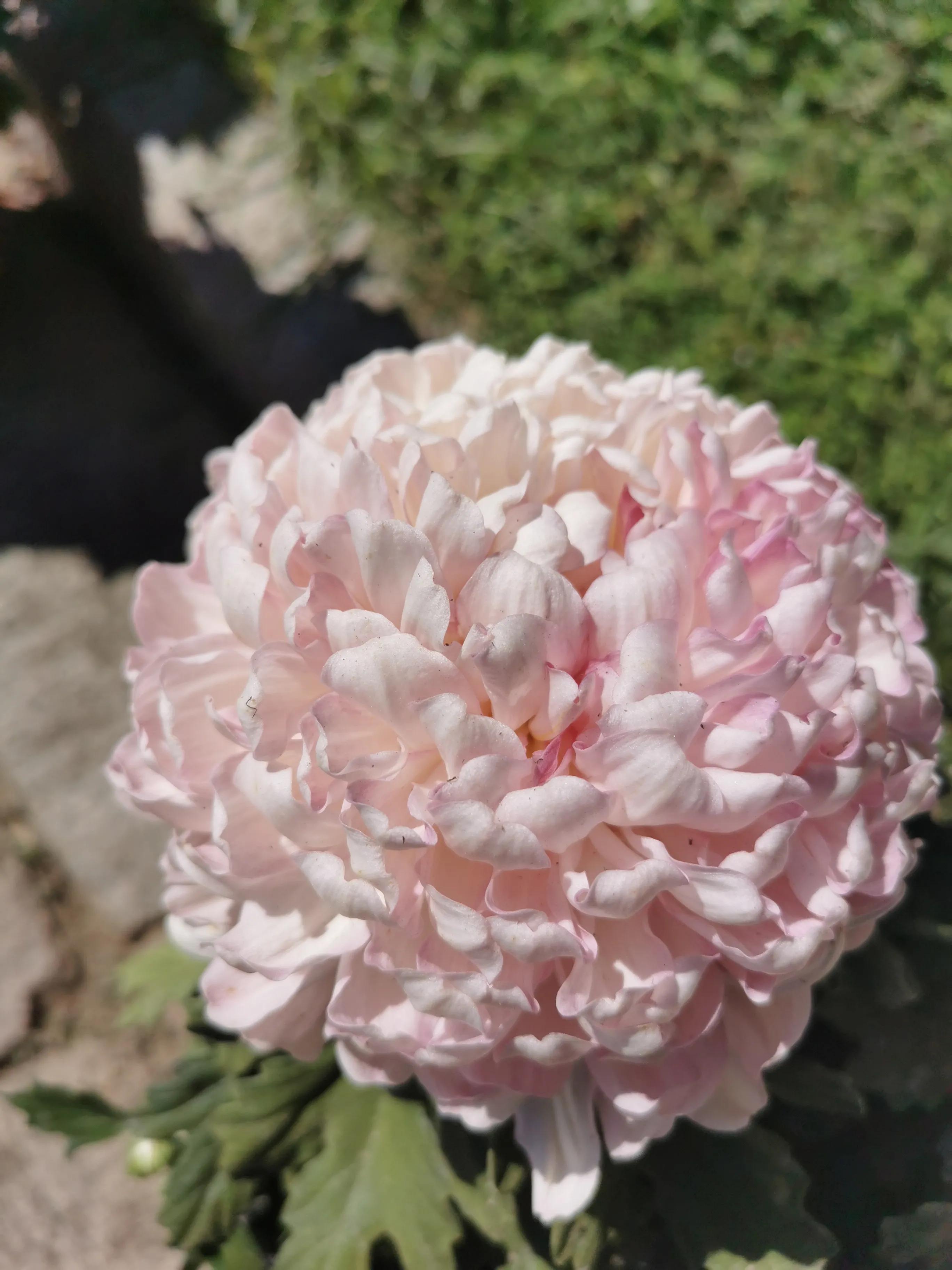 我是育婴师不想干了-从月嫂向育婴师转变，怎么转更合适？